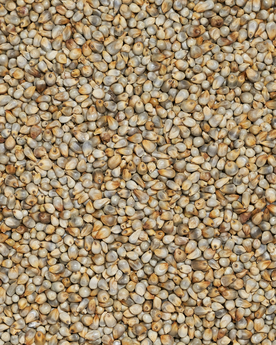 Bajra/Millet