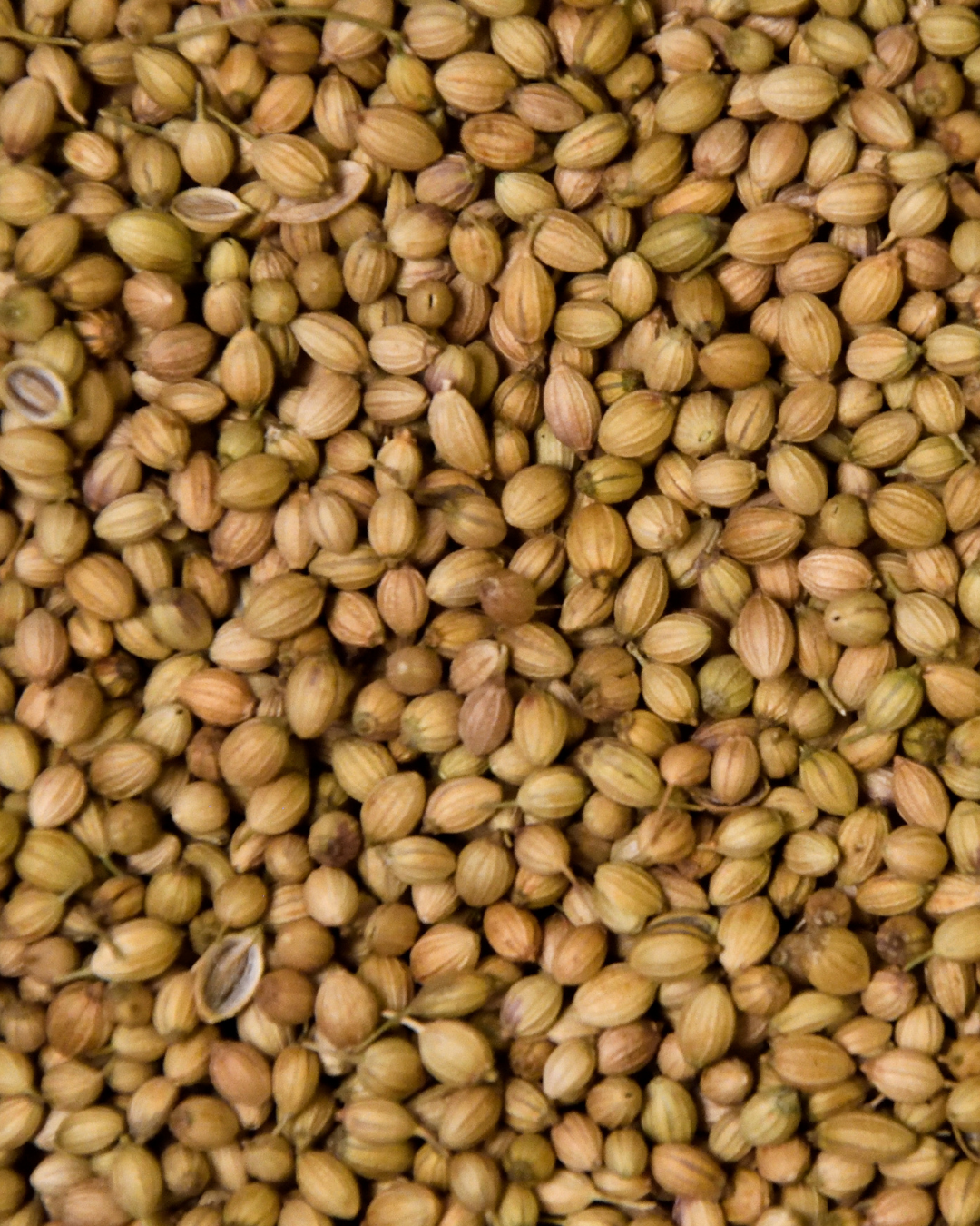 Coriander Seed