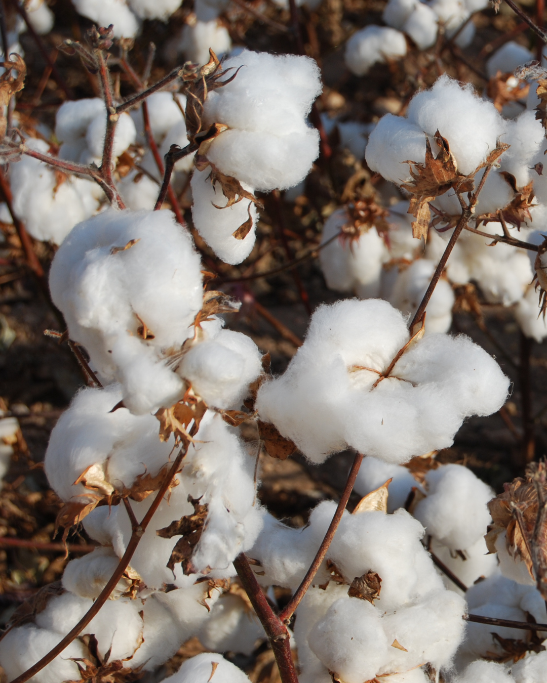 Cotton