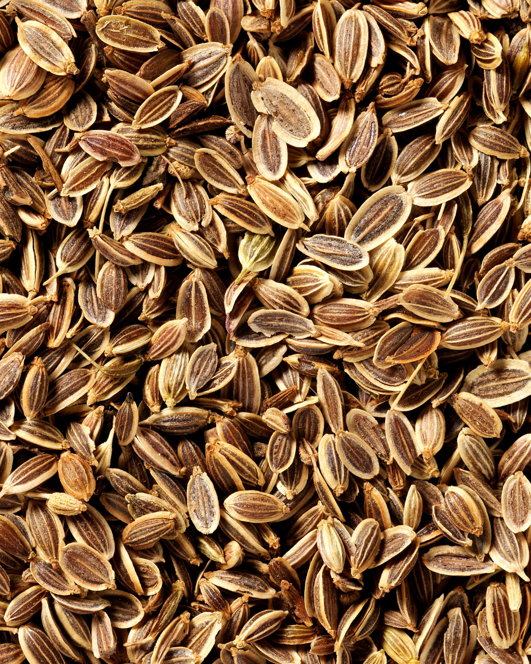 Dill Seed