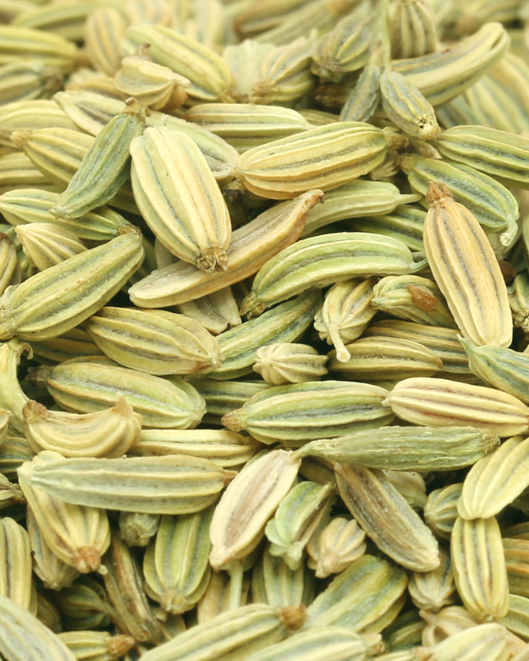 Fennel