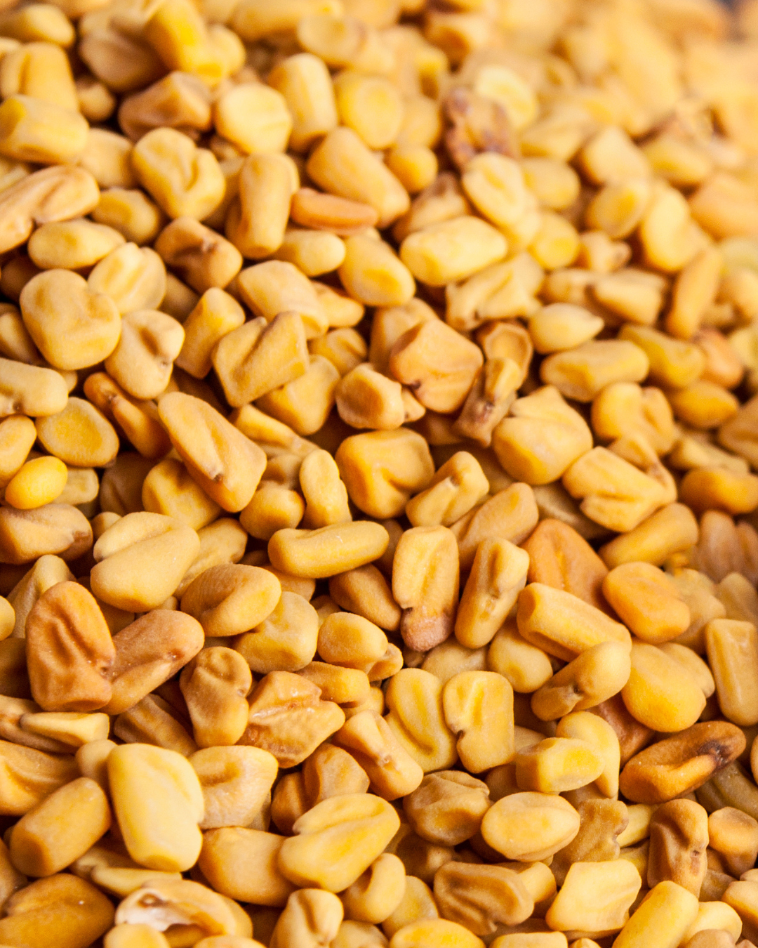 Fenugreek