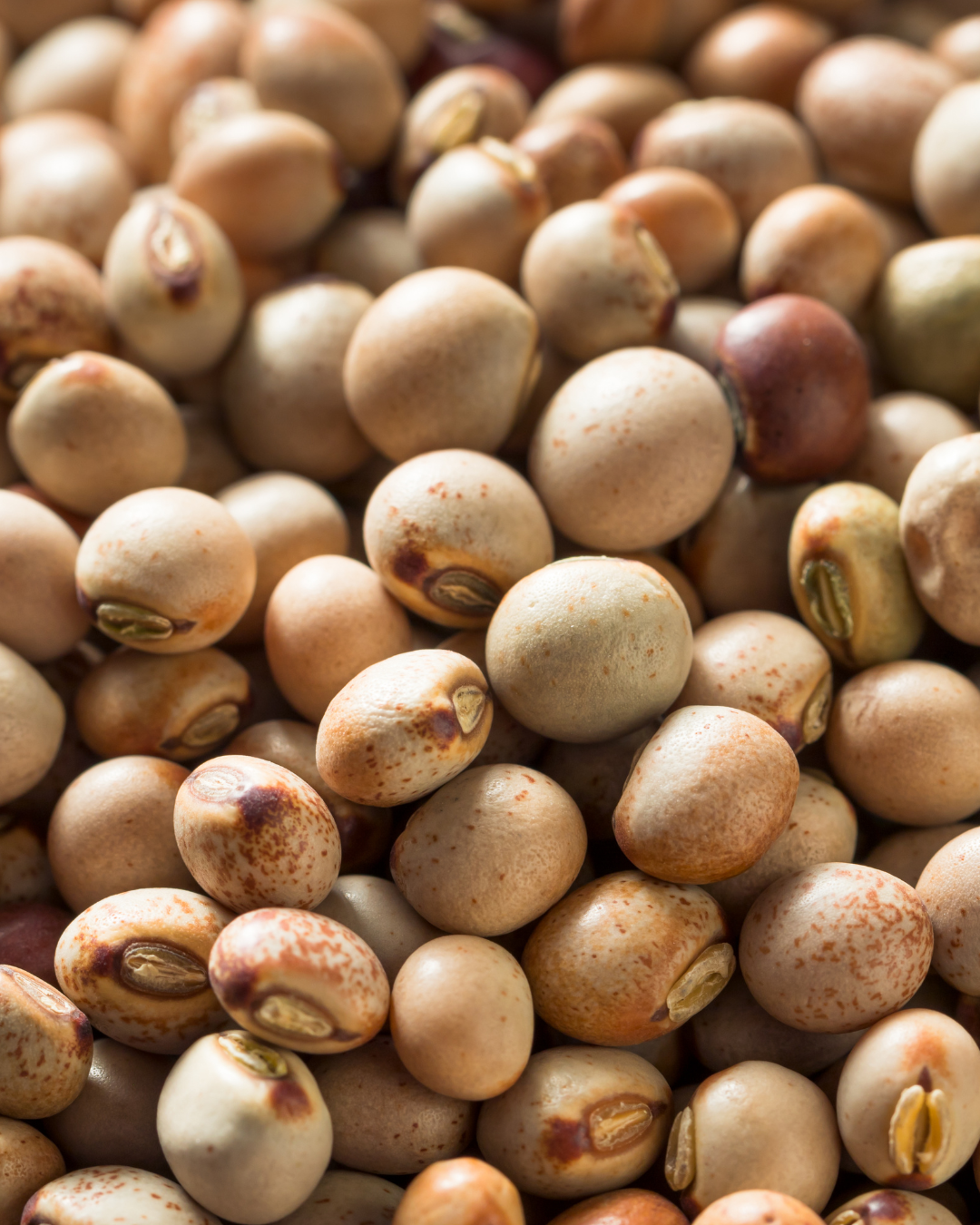 Pigeon pea/Tur