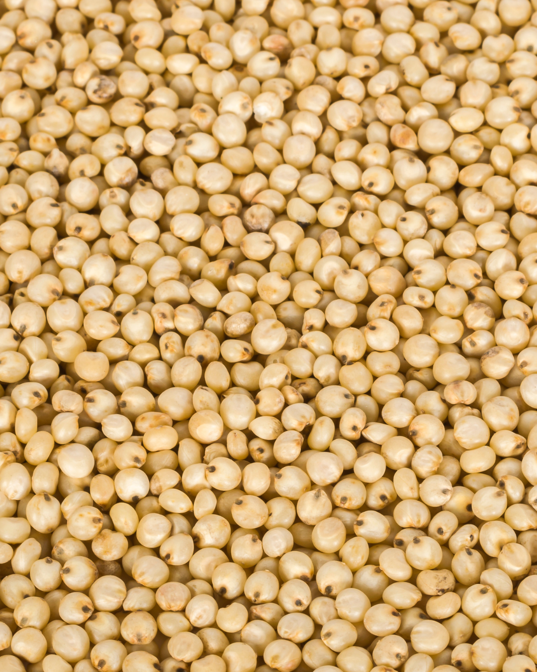 Sorghum