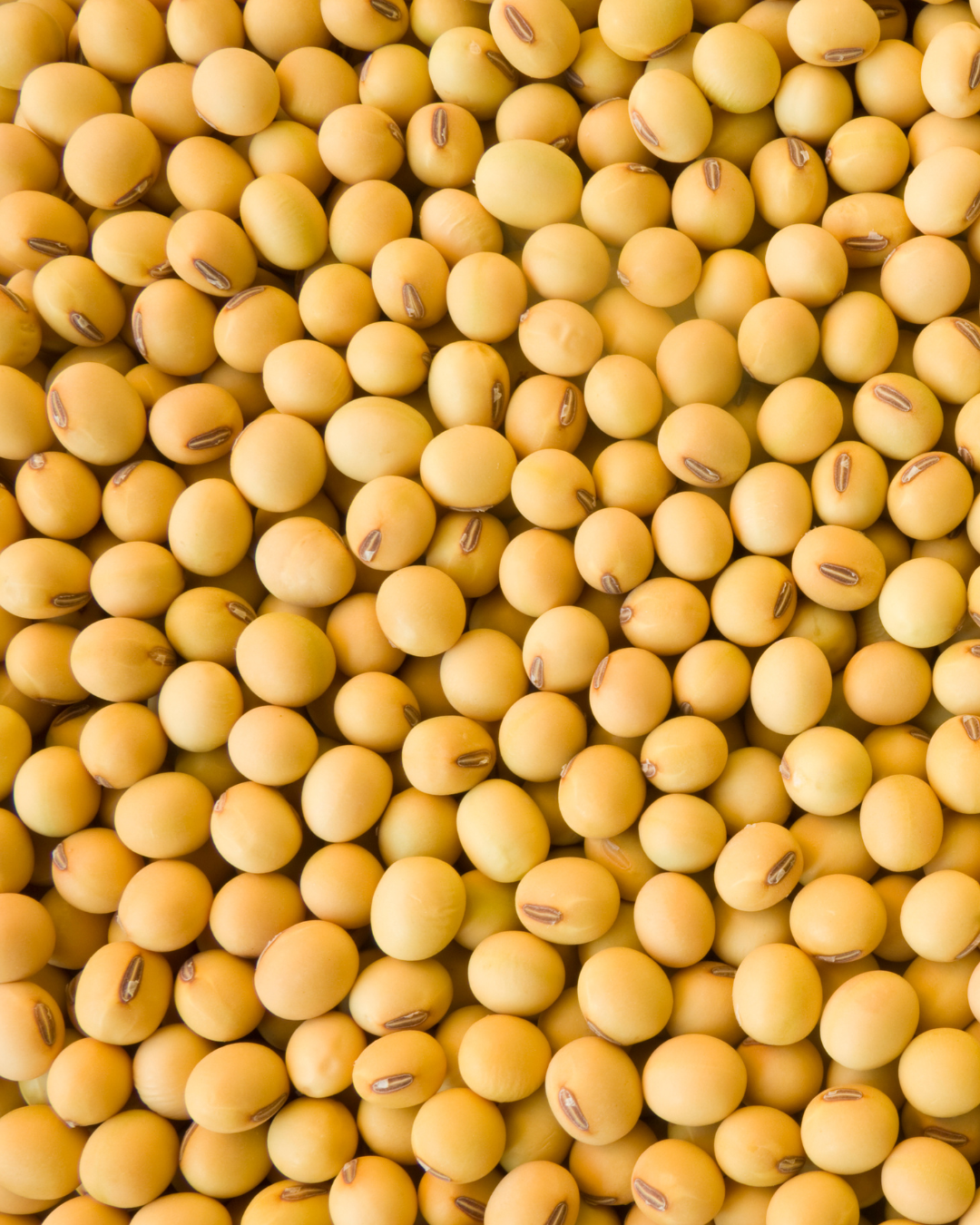 soybean