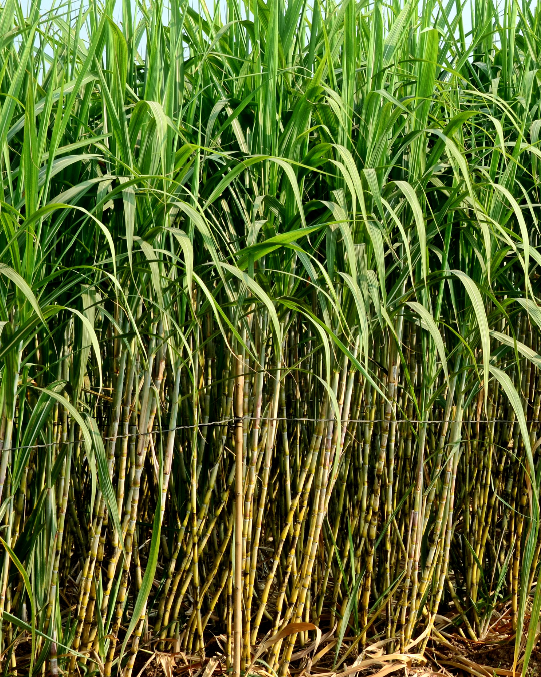 Sugarcane