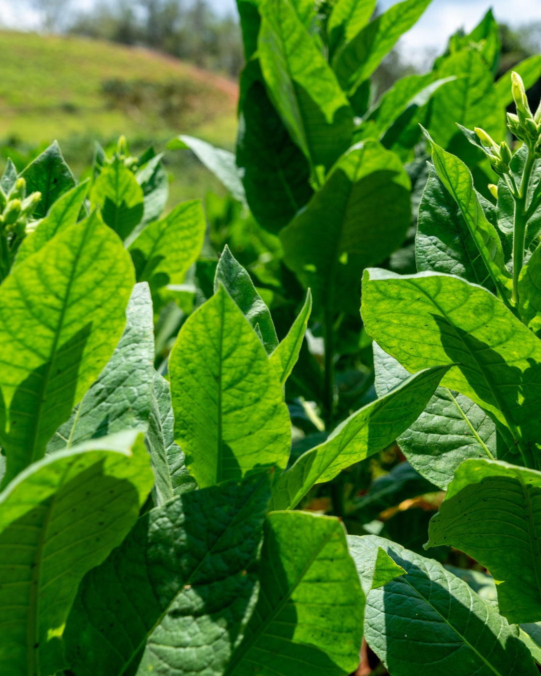 Tobacco