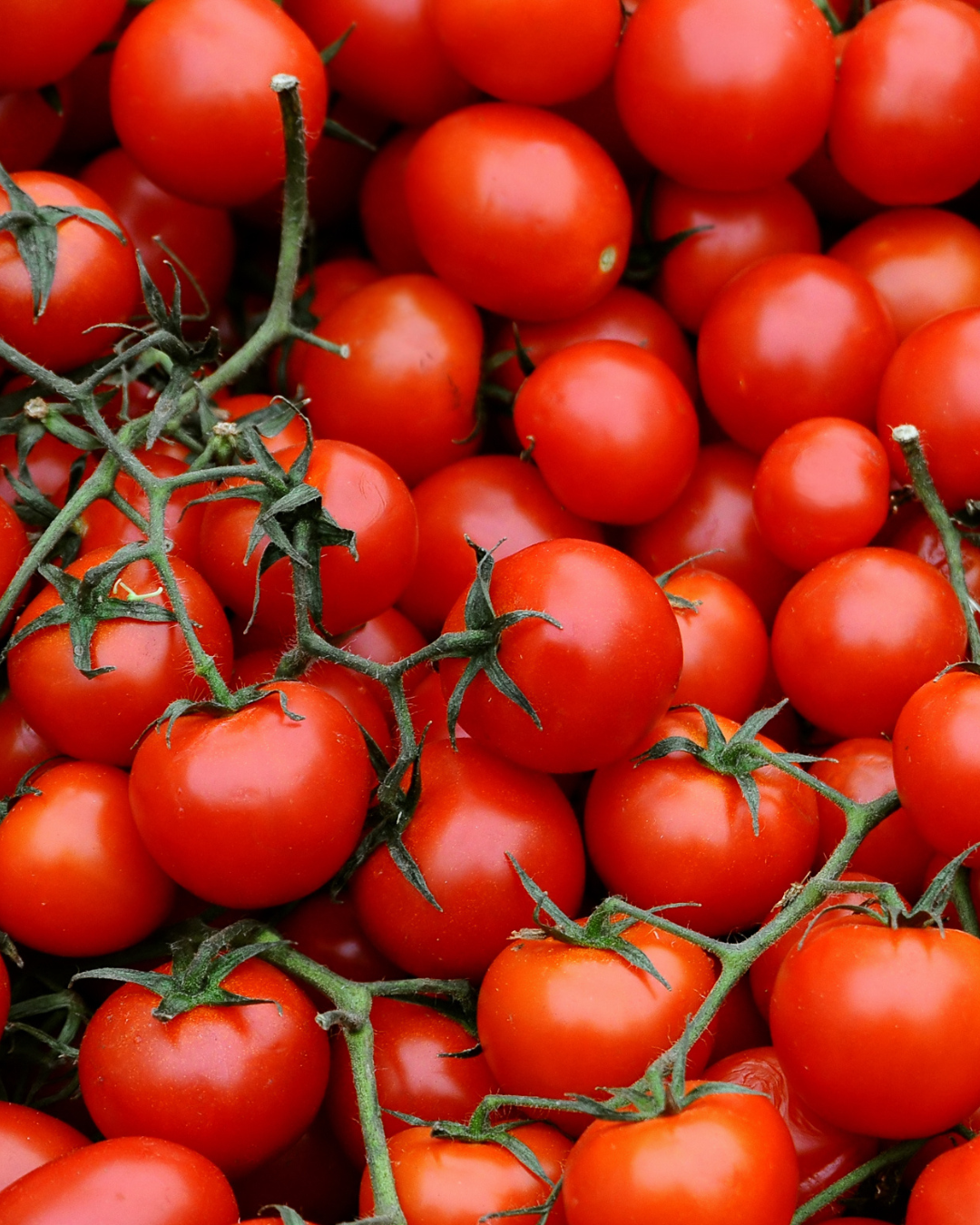 Tomato