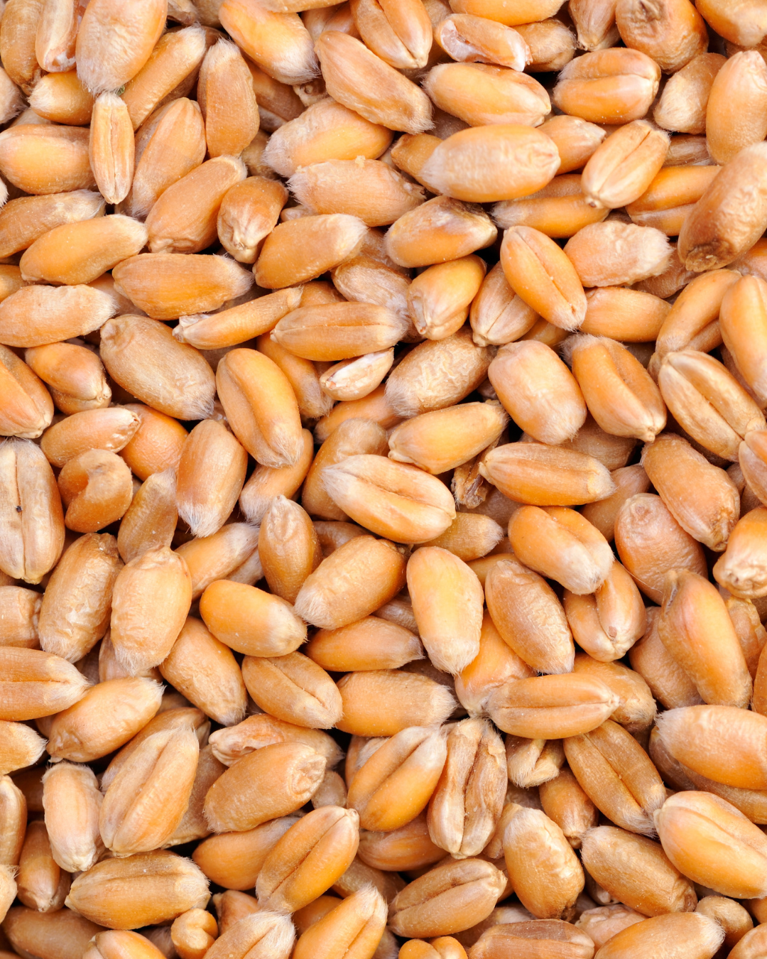 Wheat